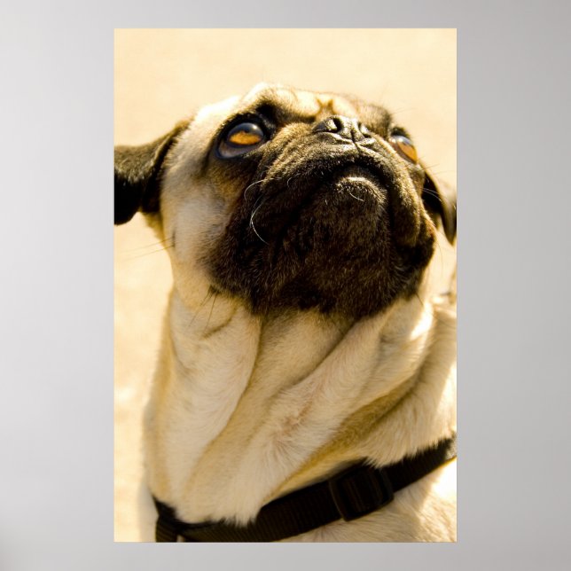 Poster Max o Pug (Frente)