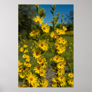 Poster Maximilian's Sunflower (Helianthus Maximiliani)