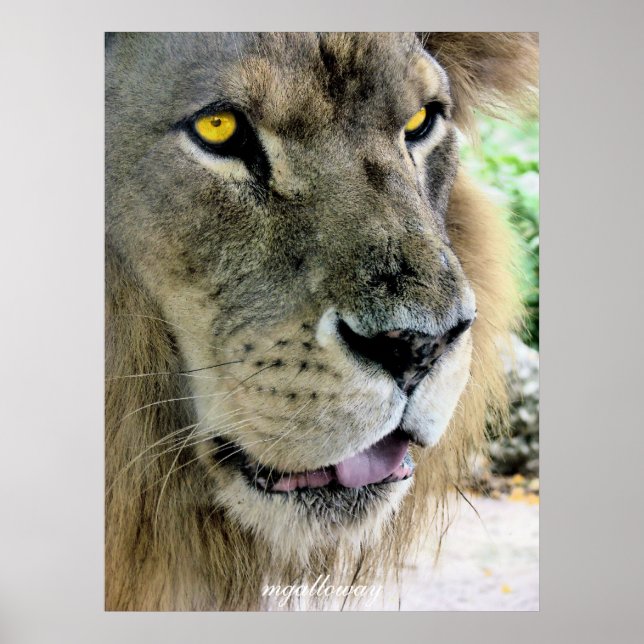 Póster Máximo (Frente)