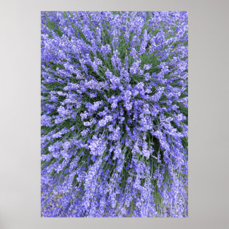 Póster May Night Salvia