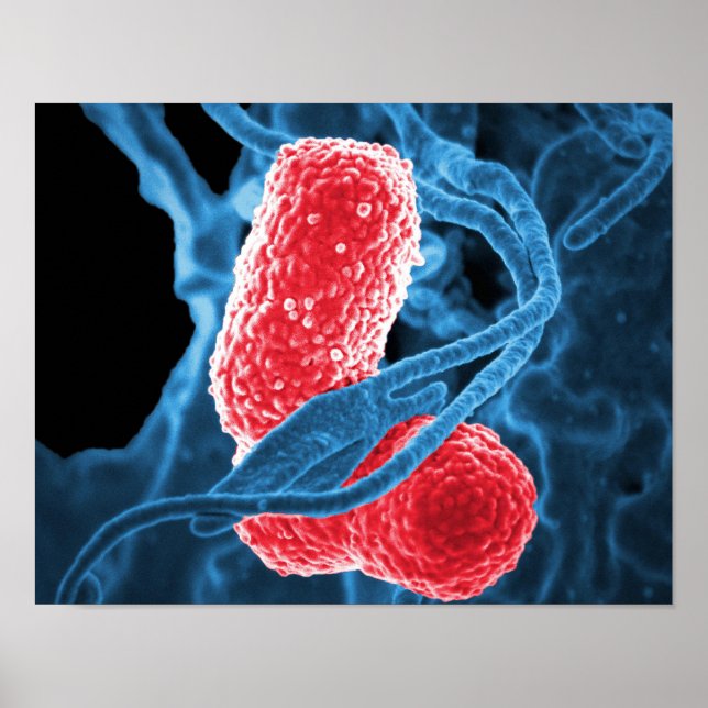 Póster (MDR) Klebsiella pneumoniae abstrato de arte (Frente)