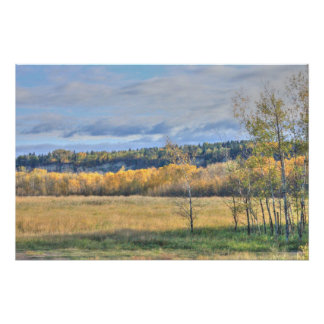 Póster Meadow com Aspens