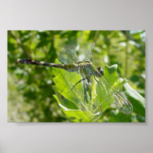 Póster Mebourne Dragonfly