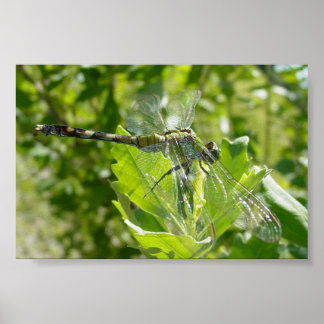 Póster Mebourne Dragonfly