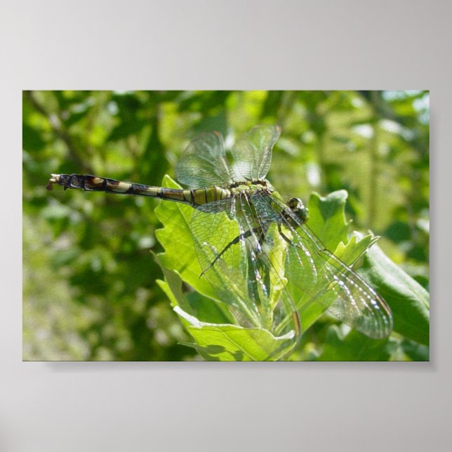 Póster Mebourne Dragonfly (Frente)