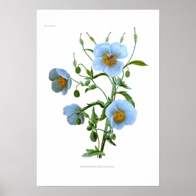 Poster Meconopsis wallichiana (M wallichii) (Frente)