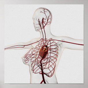 Poster Medical Illustration Of Female Circulatory System