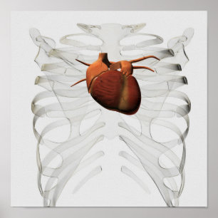 Póster Medical Illustration Of Human Heart And Rib Cage