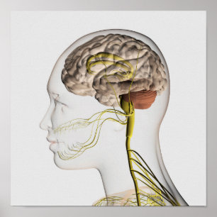 Póster Medical Illustration Of Human Nervous System 1