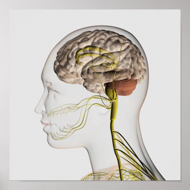 Póster Medical Illustration Of Human Nervous System 1 (Frente)