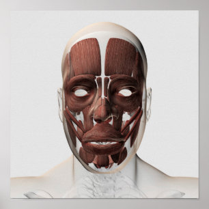 Póster Medical Illustration Of Male Facial Muscles