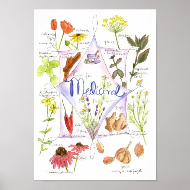 Póster Medicamento Herbo Alho Echinacea Ginger (Frente)