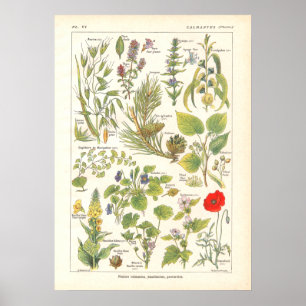 Póster Medicinal Plants Calming Emollient Print in French
