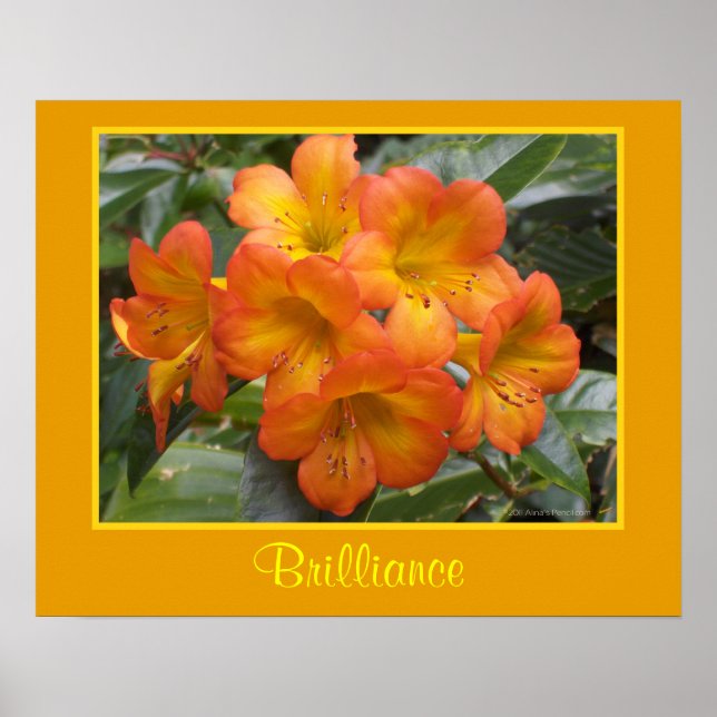 Póster Meditação Brilliance Zen Flores Laranja Foto (Frente)