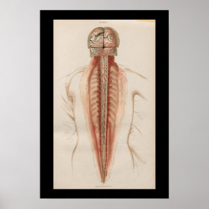 Póster Medula 1852 espinal do cérebro da anatomia do