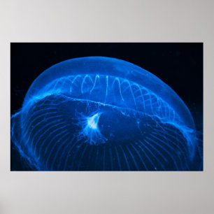 Poster medusa