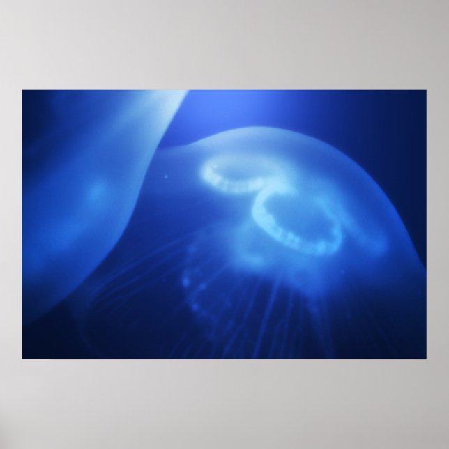 Poster Medusa 1 (Frente)