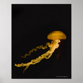 Poster medusa 2