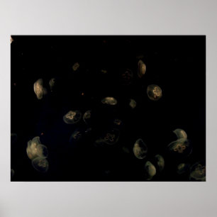 Póster medusa branca