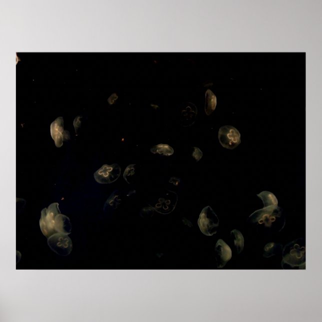 Póster medusa branca (Frente)