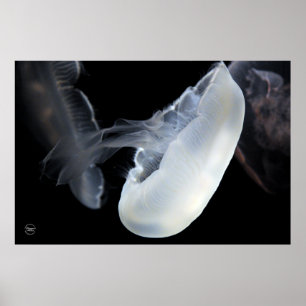 Poster Medusa brancas