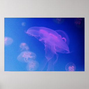 Póster Medusa cor-de-rosa na água azul