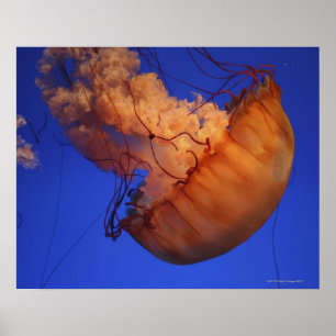 Póster Medusa da provocação do mar