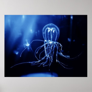 Póster Medusa fluorescentes pacíficas