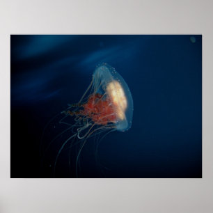 Póster Medusa no oceano