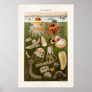 Poster Medusas da antiguidade da ilustração das medusa