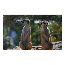 Meercat