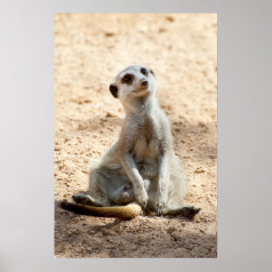 Póster Meerkat