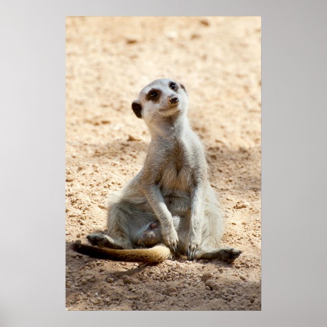 Póster Meerkat (Frente)