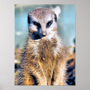 PÓSTER MEERKAT
