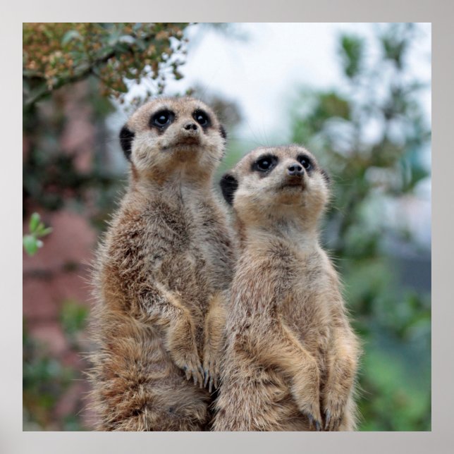 Póster Meerkat 013 (Frente)