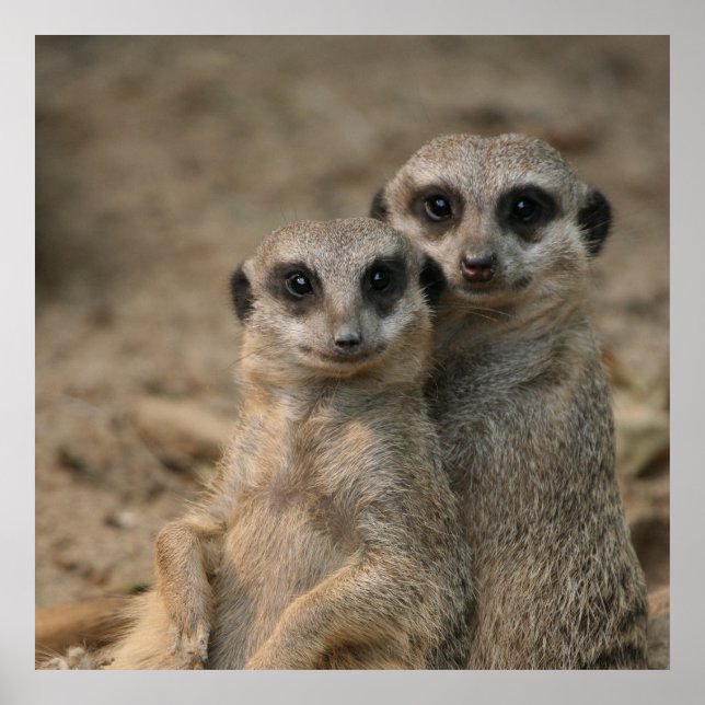 Poster Meerkat 090 (Frente)