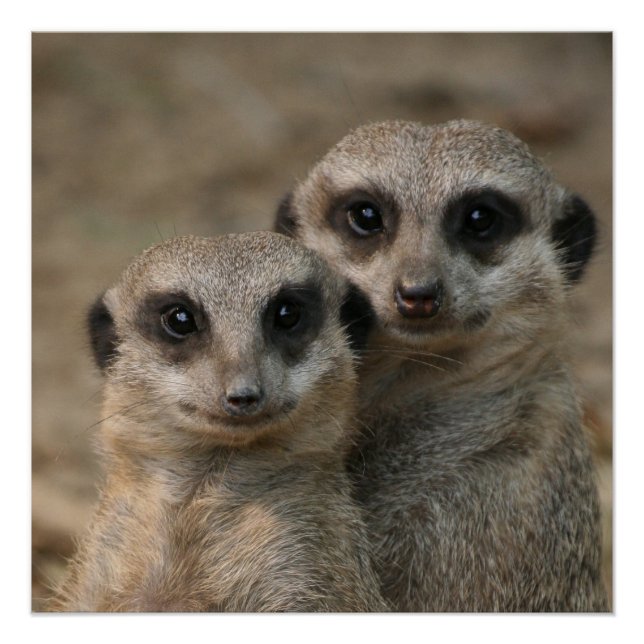 Póster Meerkat 098 (Frente)