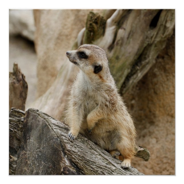 Póster Meerkat 2014-1001 (Frente)