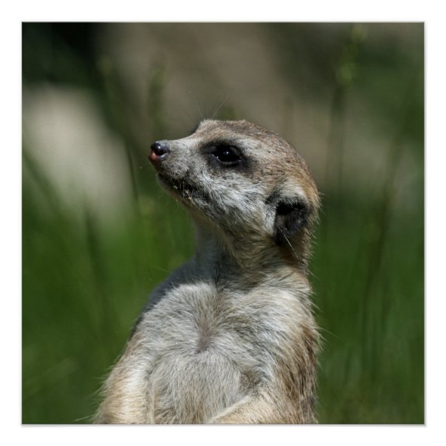 Póster Meerkat_2014_1006 (Frente)