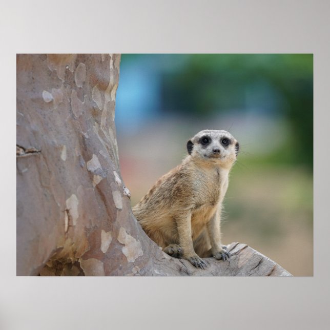 Poster Meerkat bonito na árvore (Frente)
