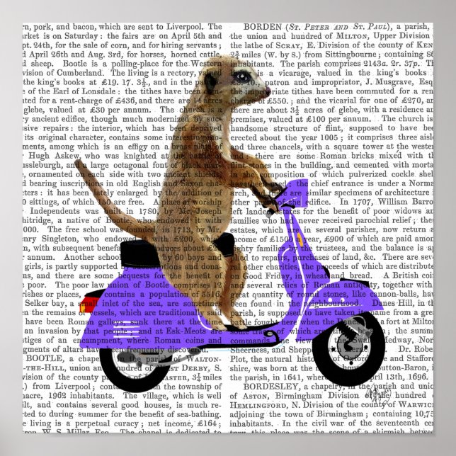Poster Meerkat em Lilac Moped (Frente)