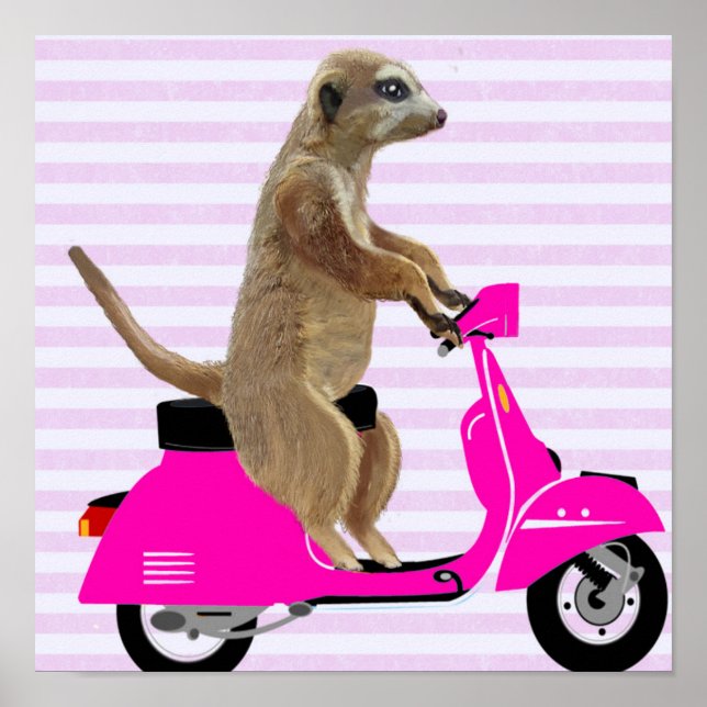 Póster Meerkat em Moped Rosa (Frente)