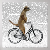 Meerkat na Bicicleta