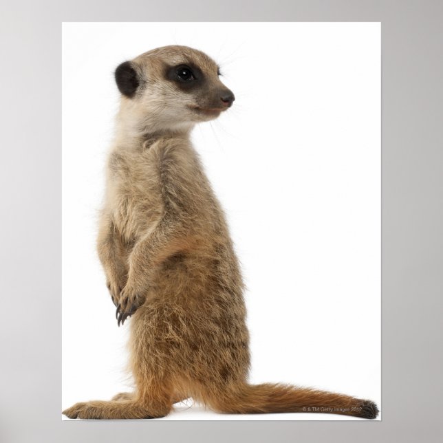 Póster Meerkat ou Suricate - Suricata suricata (Frente)
