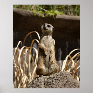 Póster Meerkat Poser