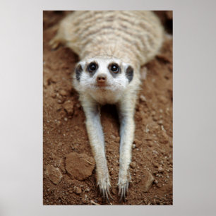 Poster Meerkat (Suricata Suricatta) que refrigera para