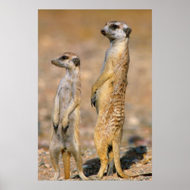 Poster Meerkat (Suricata Suricatta) Sentinelas, Karas (Frente)