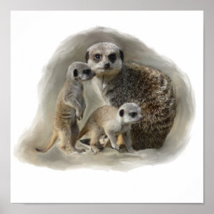 Poster meerkats