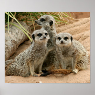 Póster Meerkats na vigia