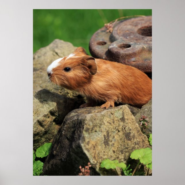Poster Meerschweinchen (Frente)